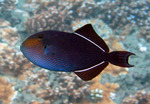 Black triggerfish